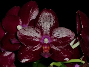 Phalaenopsis Wes Addison Blood Brother AM 81 pts.